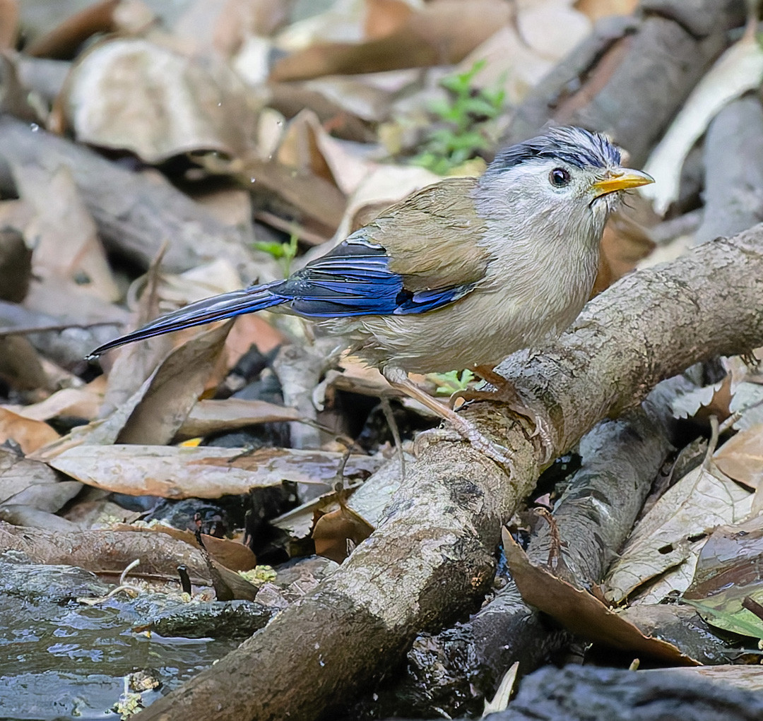 image Blue-winged Minla